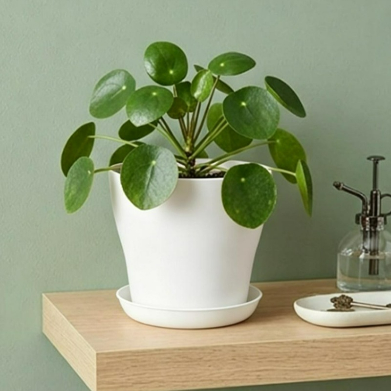 Plant Pot Set with Drainage Ho - огляд і ціна Indoor Herb Garden